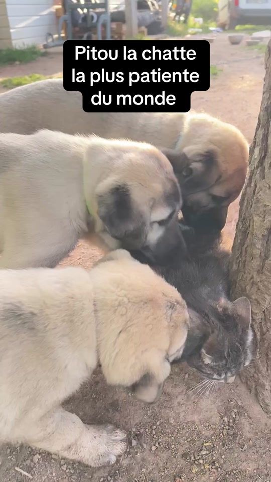 TikTok video thumbnail by purekangal