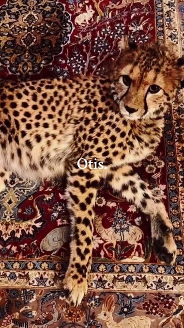 TikTok video thumbnail by chic.dre4ms