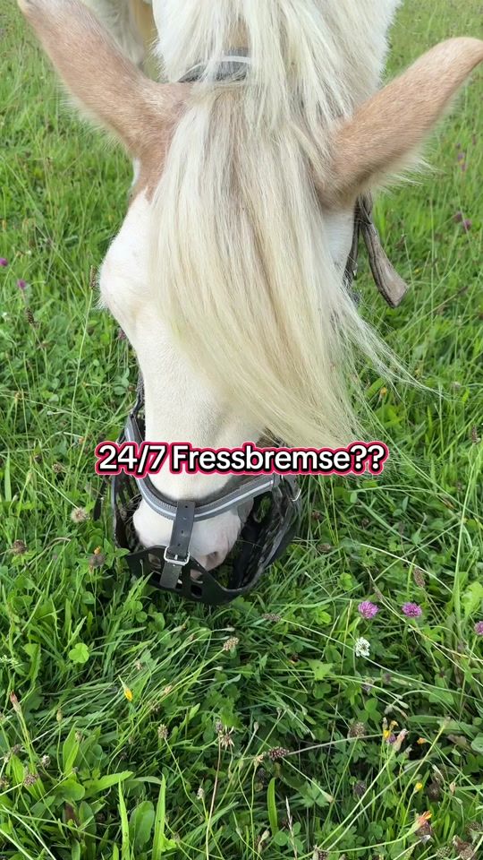 TikTok video thumbnail by frannys_equestrian