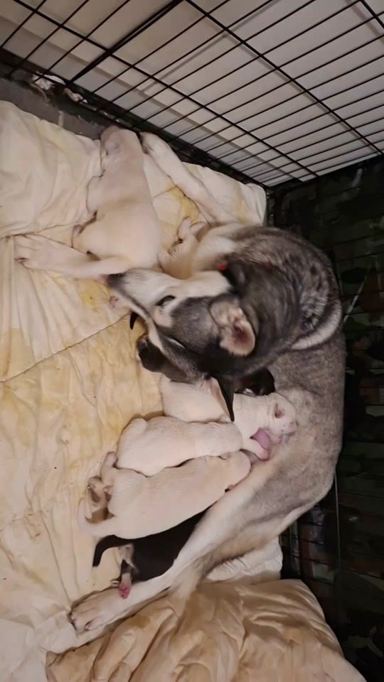 TikTok video thumbnail by mountainhuskyadventures