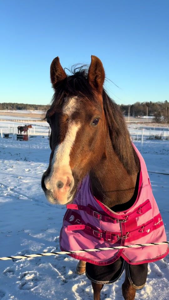 TikTok video thumbnail by linneaml.equi