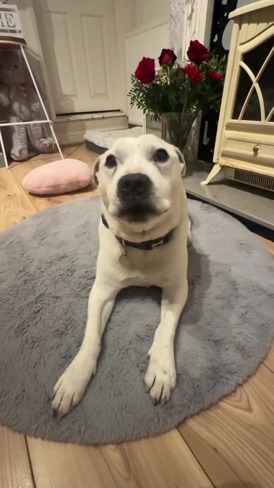 TikTok video thumbnail by star_chickky