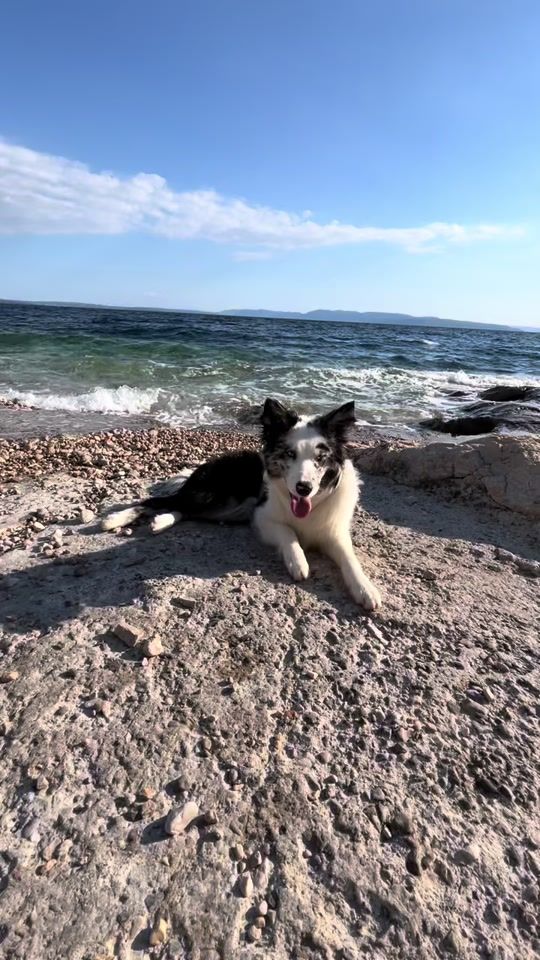 TikTok video thumbnail by bluee.collie