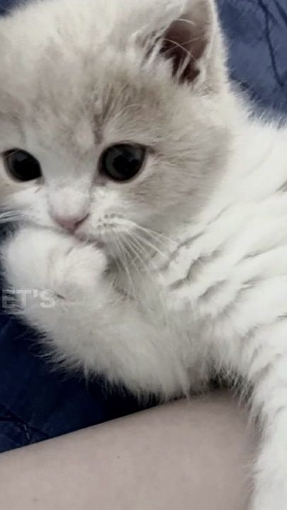 TikTok video thumbnail by lyrics.kittens
