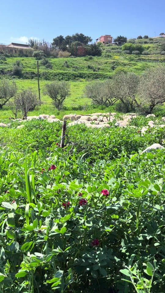 TikTok video thumbnail by michaeliacono7