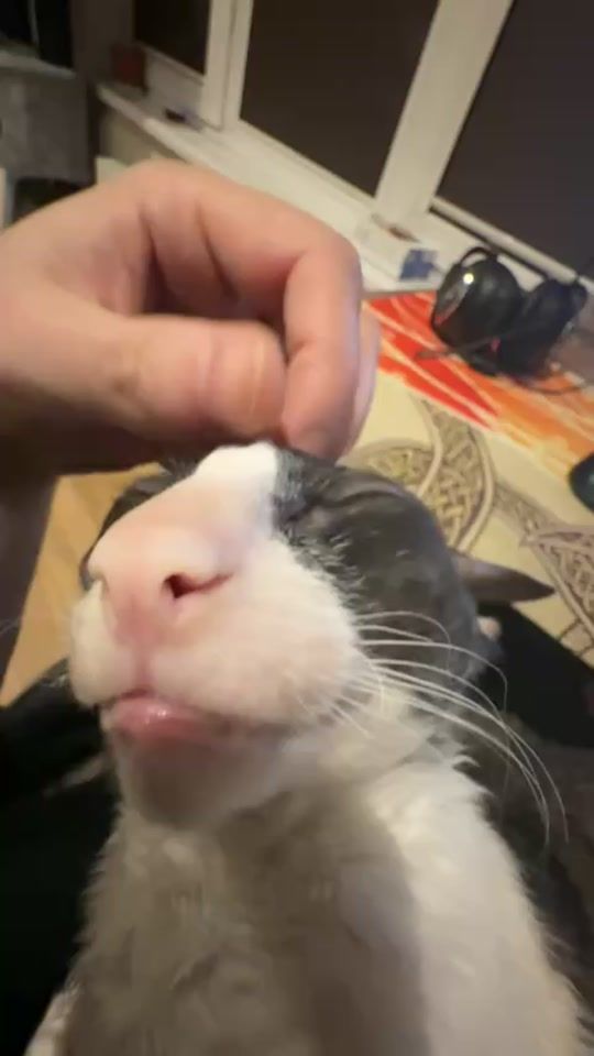 TikTok video thumbnail by cornishrex.feya