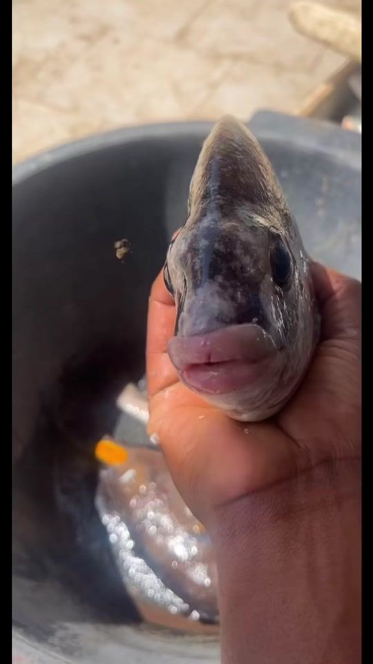 TikTok video thumbnail by arnold.damazeti8