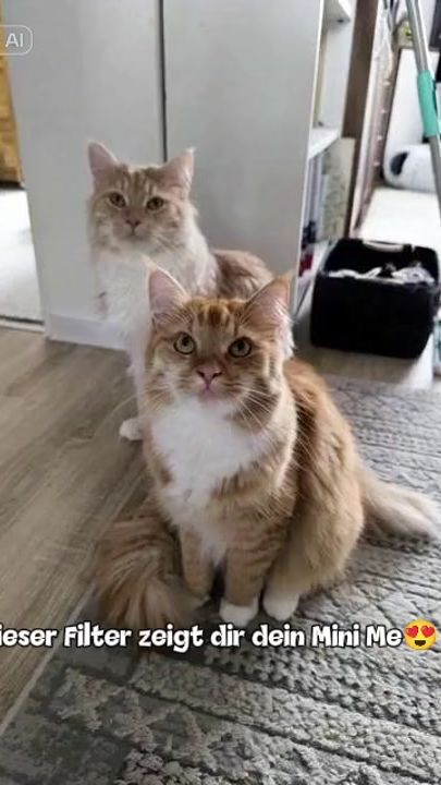 TikTok video thumbnail by die_lustigenkatzen