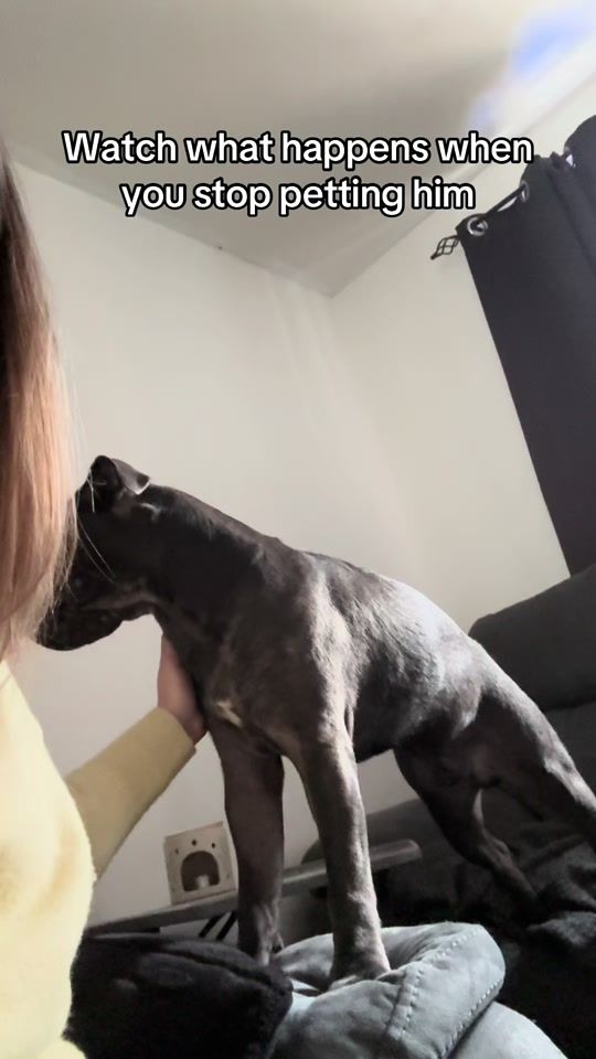 TikTok video thumbnail by winnie.blueberry_