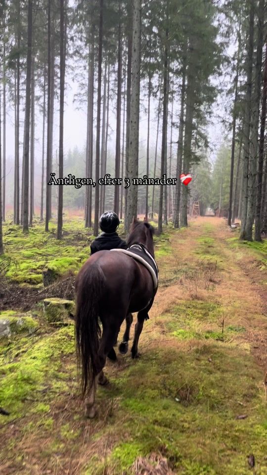 TikTok video thumbnail by linneaml.equi