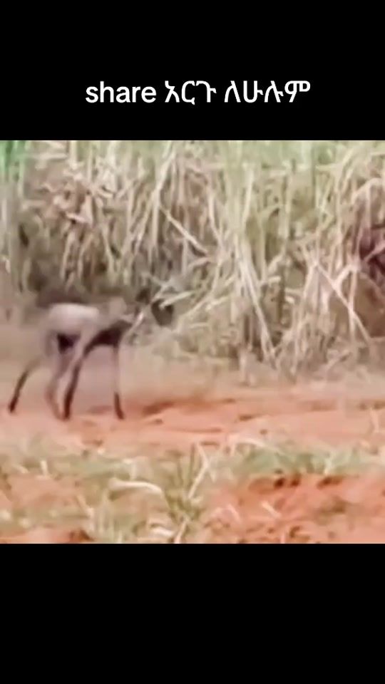 TikTok video thumbnail by dagilalaaa