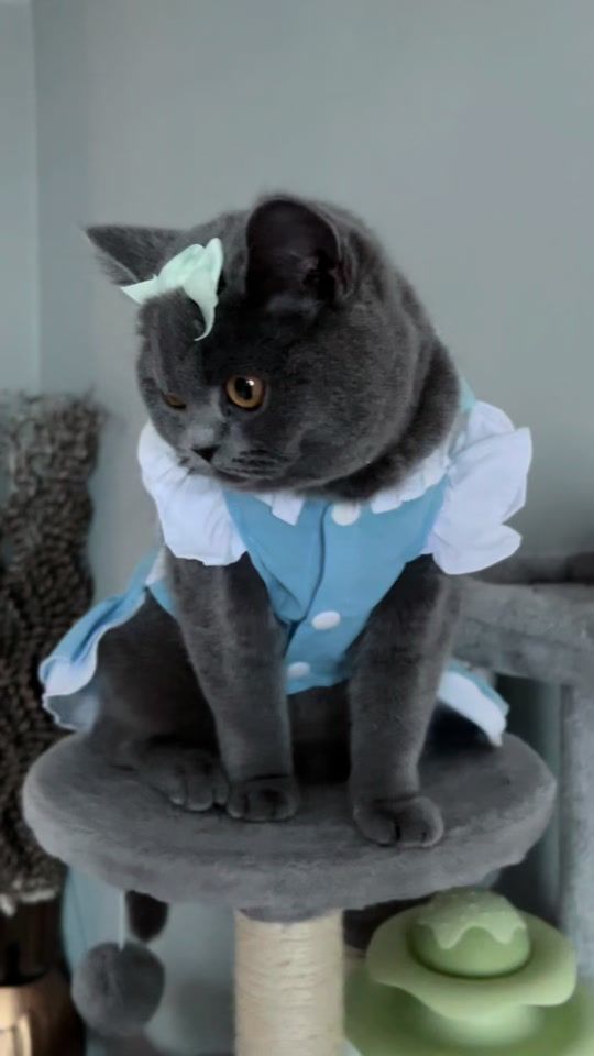 TikTok video thumbnail by fizzycat77