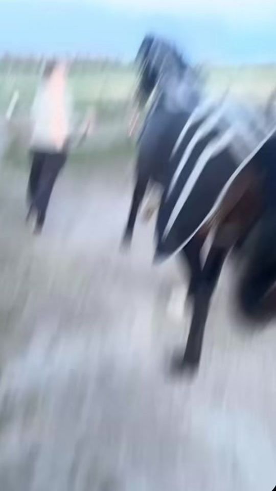 TikTok video thumbnail by cm_dressage