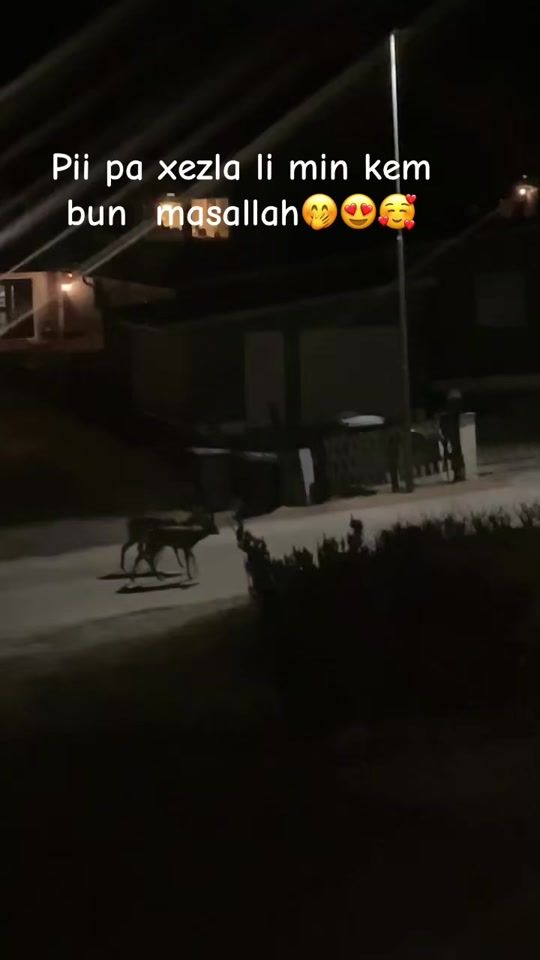 TikTok video thumbnail by shervan.1
