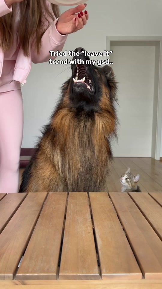 TikTok video thumbnail by leo.tiger.nala