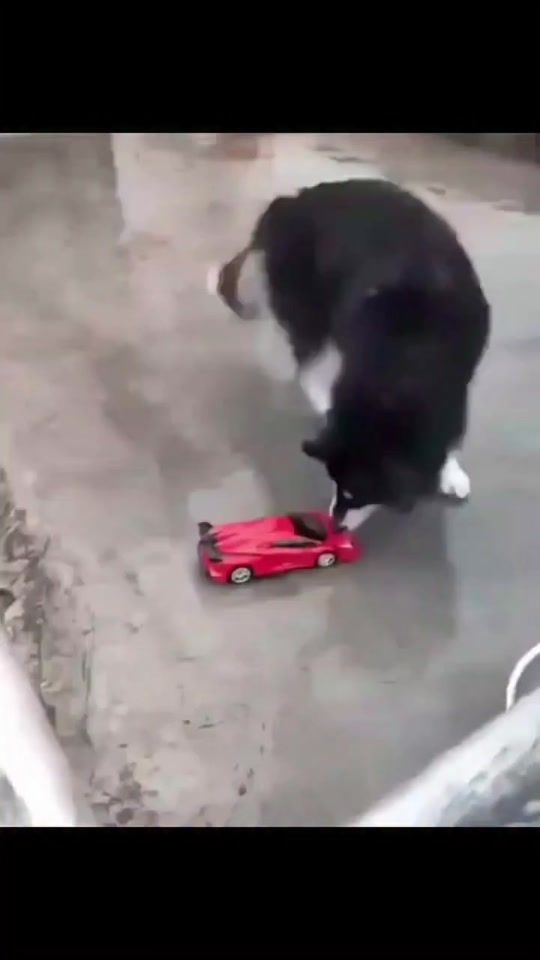 TikTok video thumbnail by funny.fails.laughing