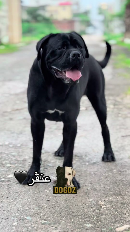TikTok video thumbnail by dogdz1616