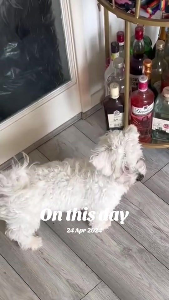 TikTok video thumbnail by david_george_imre