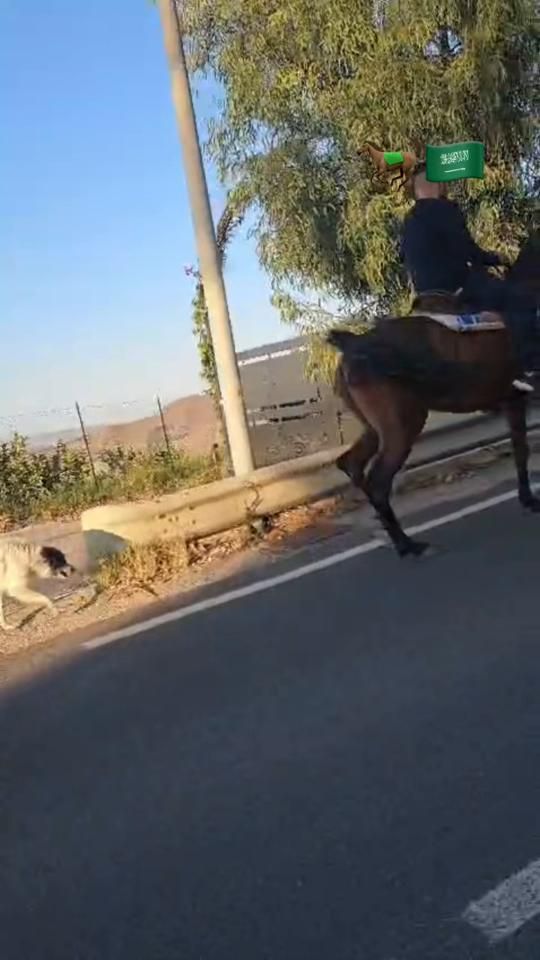 TikTok video thumbnail by pelupica