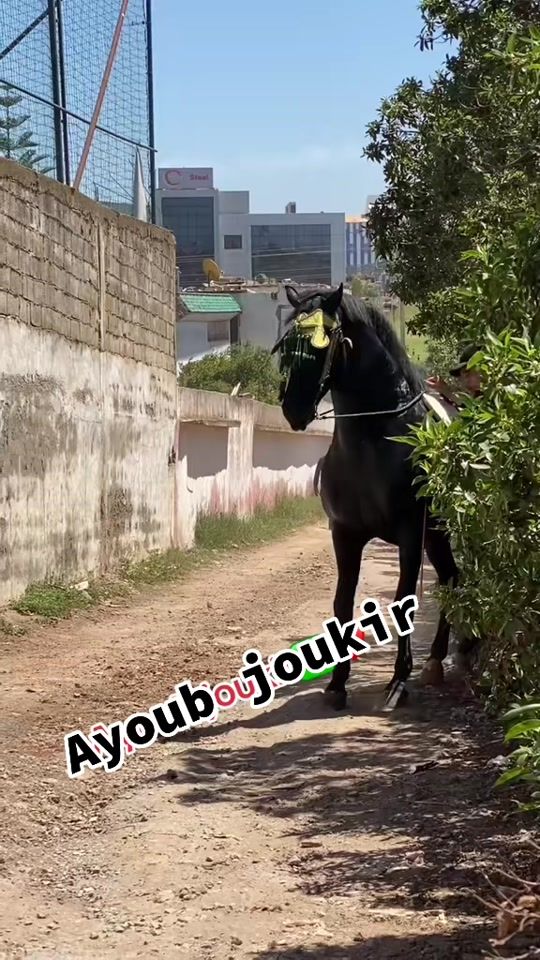 TikTok video thumbnail by ayoub.chemrah8