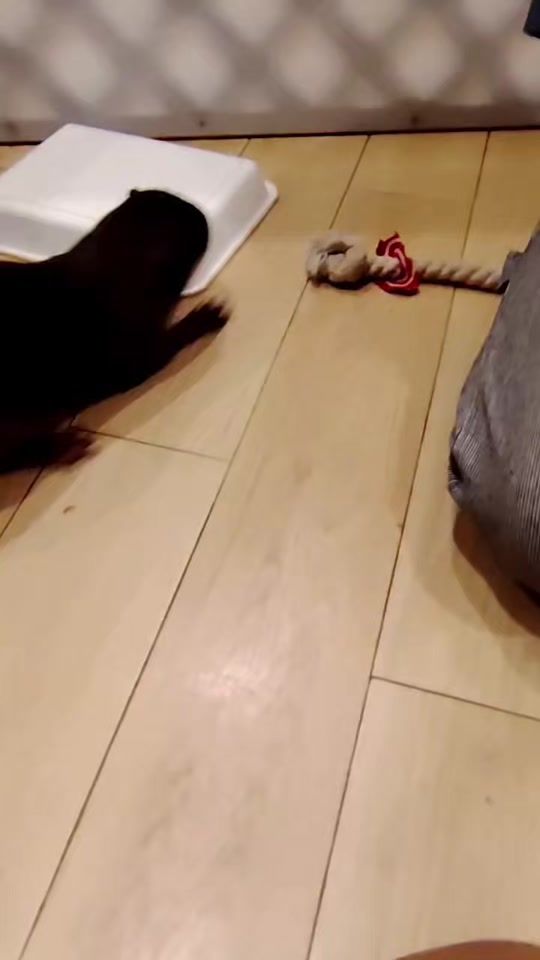 TikTok video thumbnail by otterparadise
