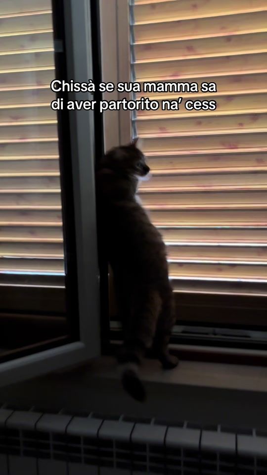 TikTok video thumbnail by contenutoinstabile
