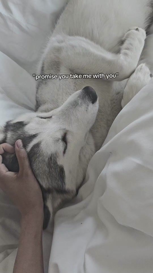 TikTok video thumbnail by huskiesleolibra