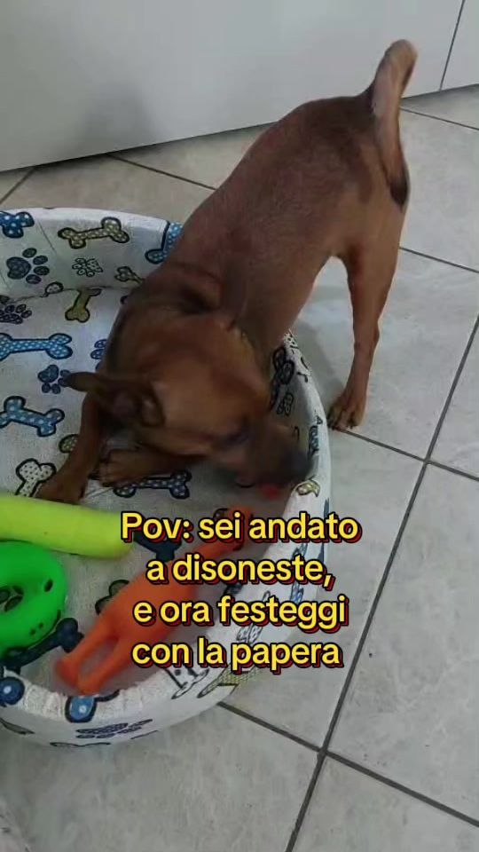 TikTok video thumbnail by salvopico