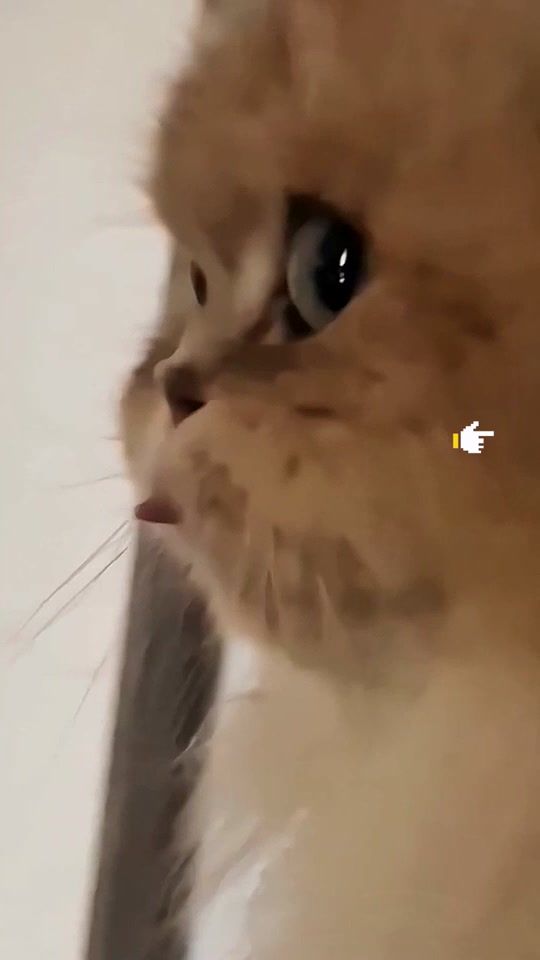 TikTok video thumbnail by botulwbcdp8