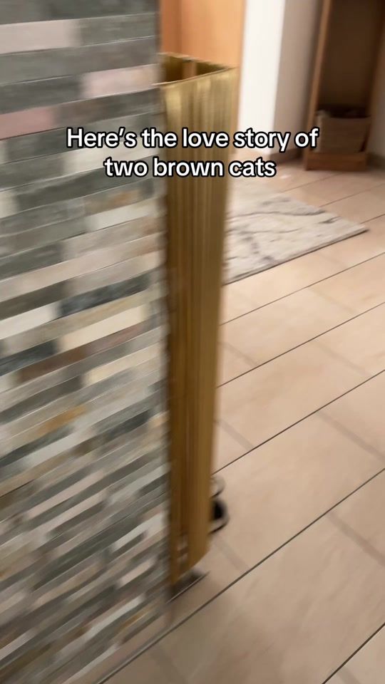 TikTok video thumbnail by brownnboris