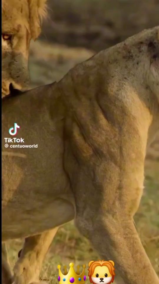 TikTok video thumbnail by q.b.r.f.dea.nathan