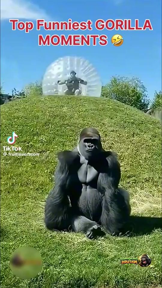 TikTok video thumbnail by www.pikachu1