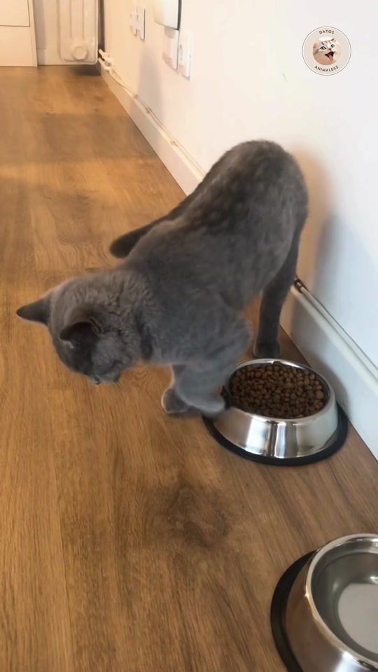 TikTok video thumbnail by datos.animalesz