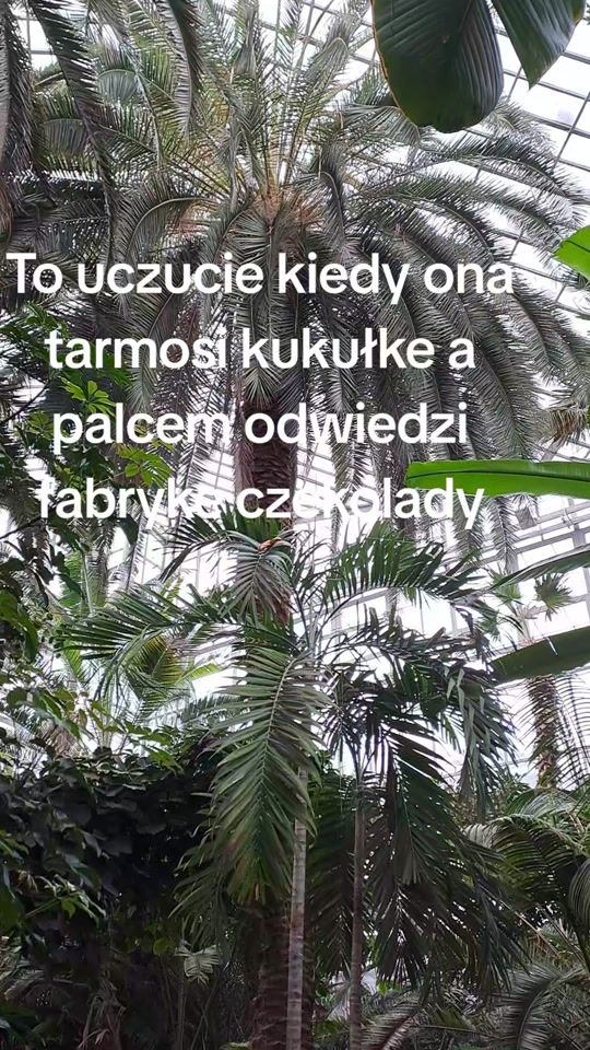 TikTok video thumbnail by lavidalocapoland