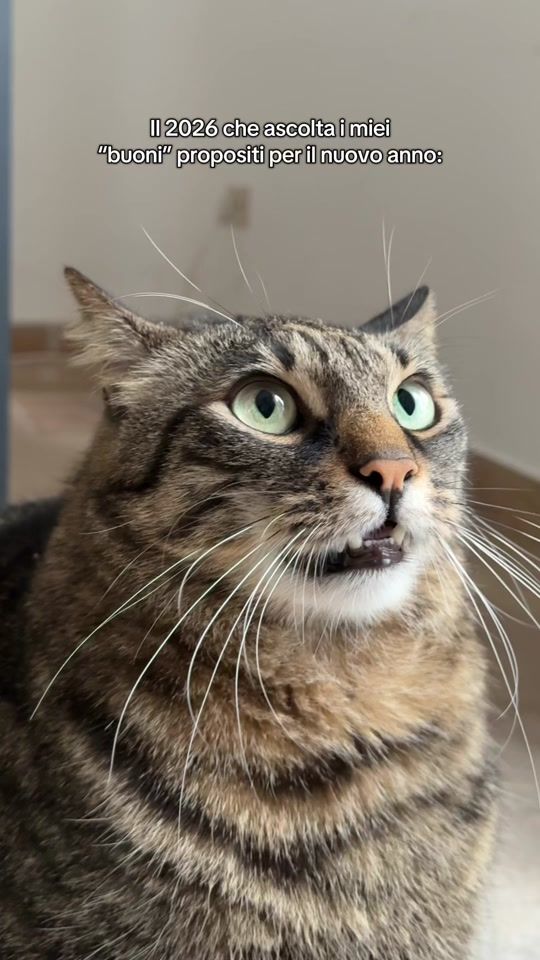TikTok video thumbnail by muffinthecat2
