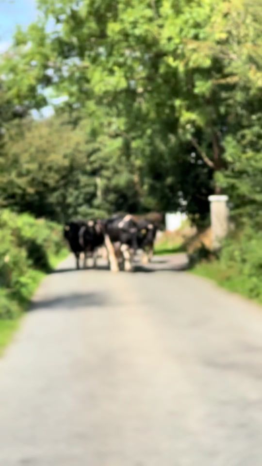 TikTok video thumbnail by eoin.mcsweeney