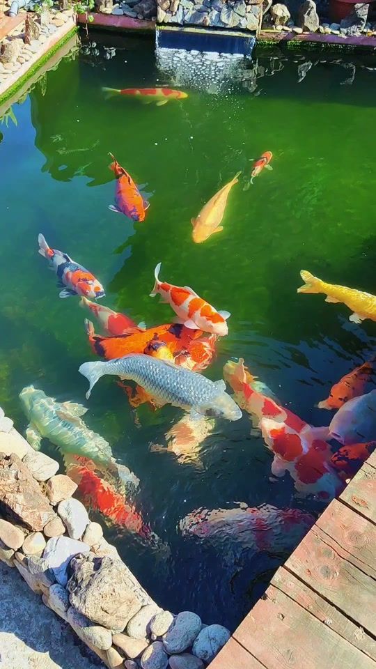 TikTok video thumbnail by gutanualyn16