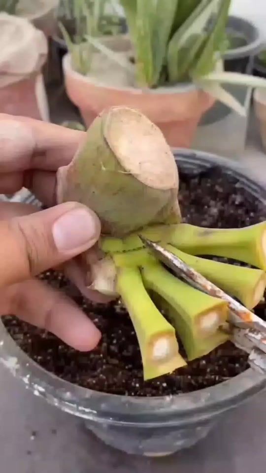 TikTok video thumbnail by magic_garden_vn