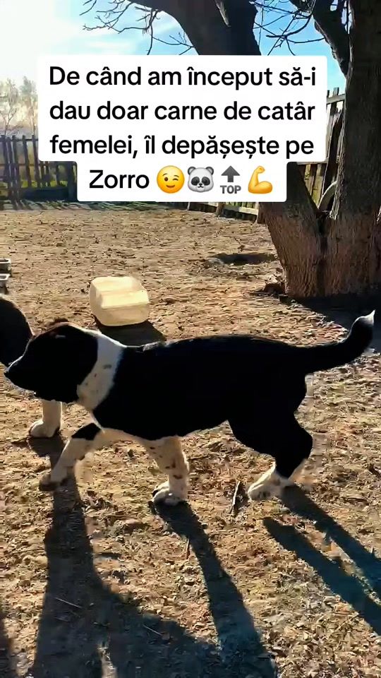TikTok video thumbnail by rares.merca._