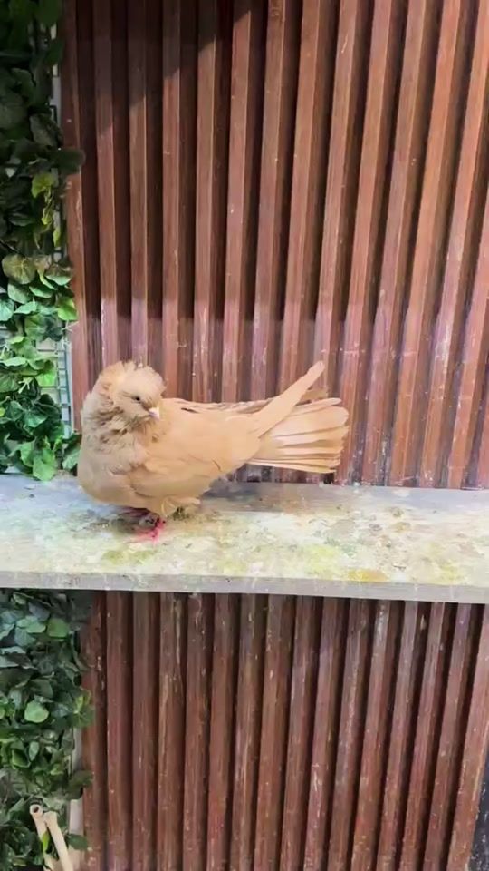 TikTok video thumbnail by haris.mmv