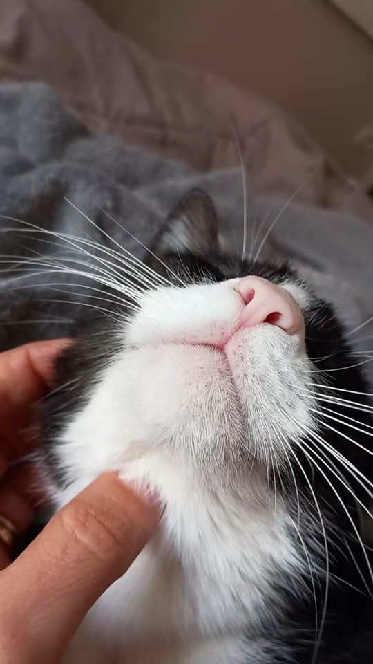 TikTok video thumbnail by for._.paws