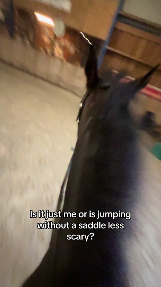 TikTok video thumbnail by showjumping_roosv