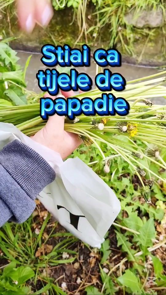 TikTok video thumbnail by traieste..sanatos