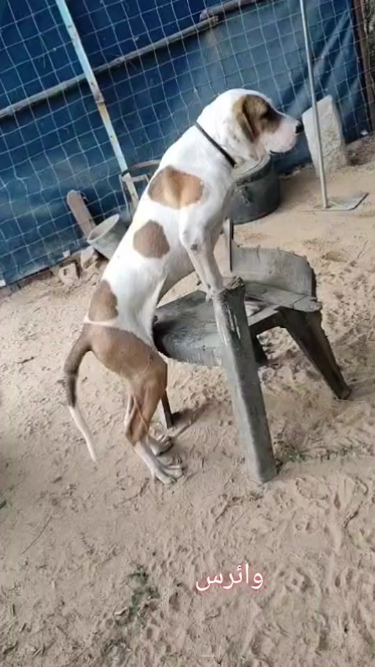 TikTok video thumbnail by bullishokeen1
