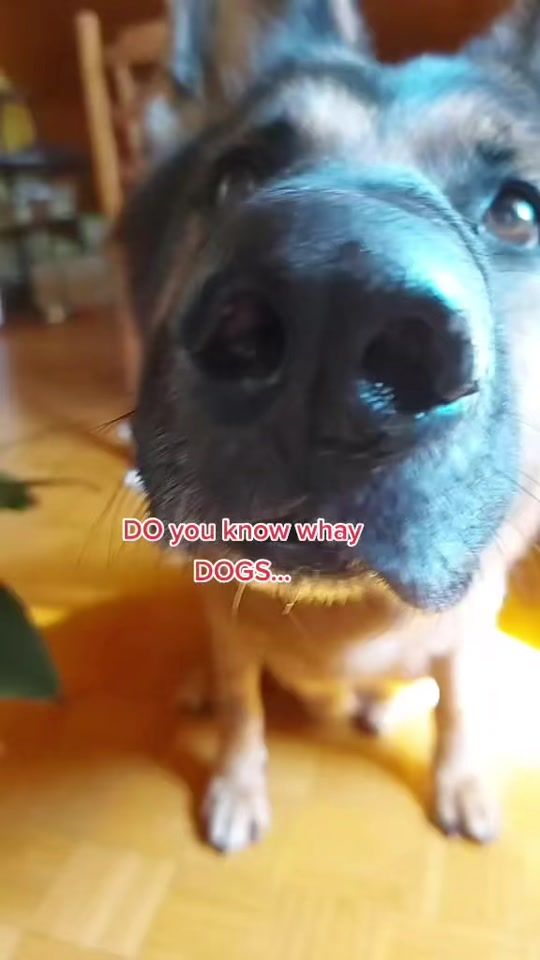 TikTok video thumbnail by pegistories