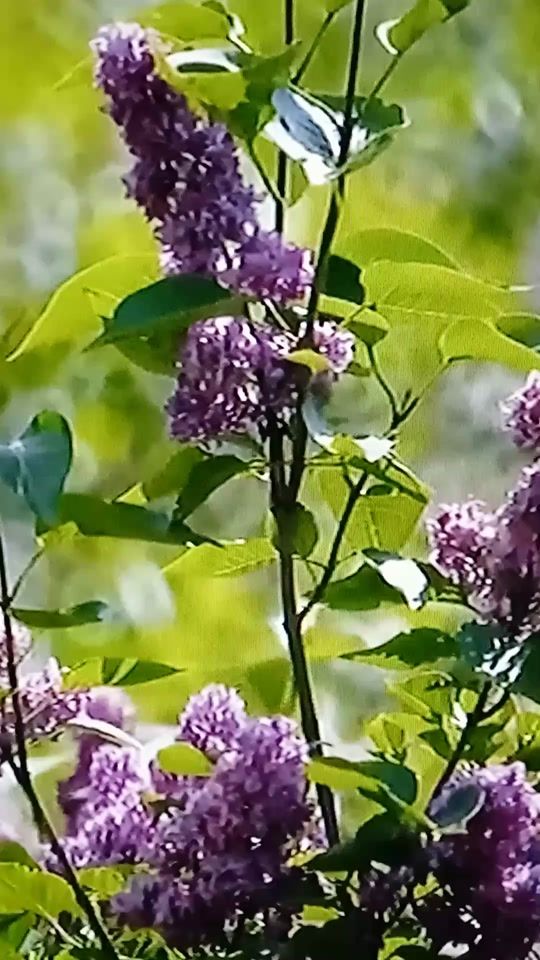 TikTok video thumbnail by sergei89795