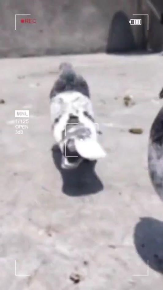 TikTok video thumbnail by ranjha_da_shoq