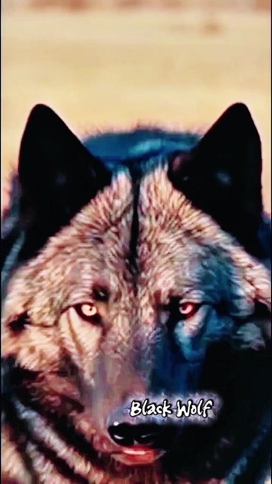 TikTok video thumbnail by black.wolf122
