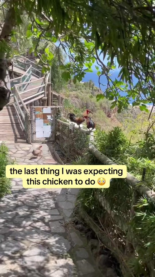 TikTok video thumbnail by its.codealice