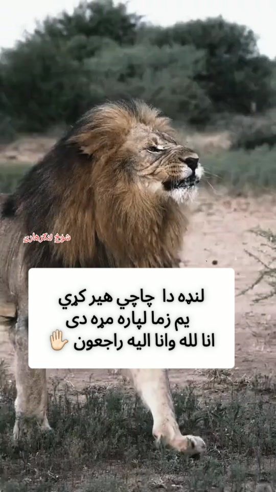 TikTok video thumbnail by shokh..halak